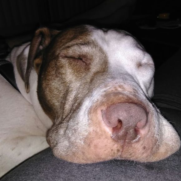 Meet your Posher, Jeff - Picture 1 of 1